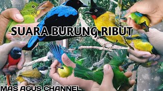 Download lagu SUARA BURUNG RIBUT SUDAH TERBUKTI HASILNYA... mp3