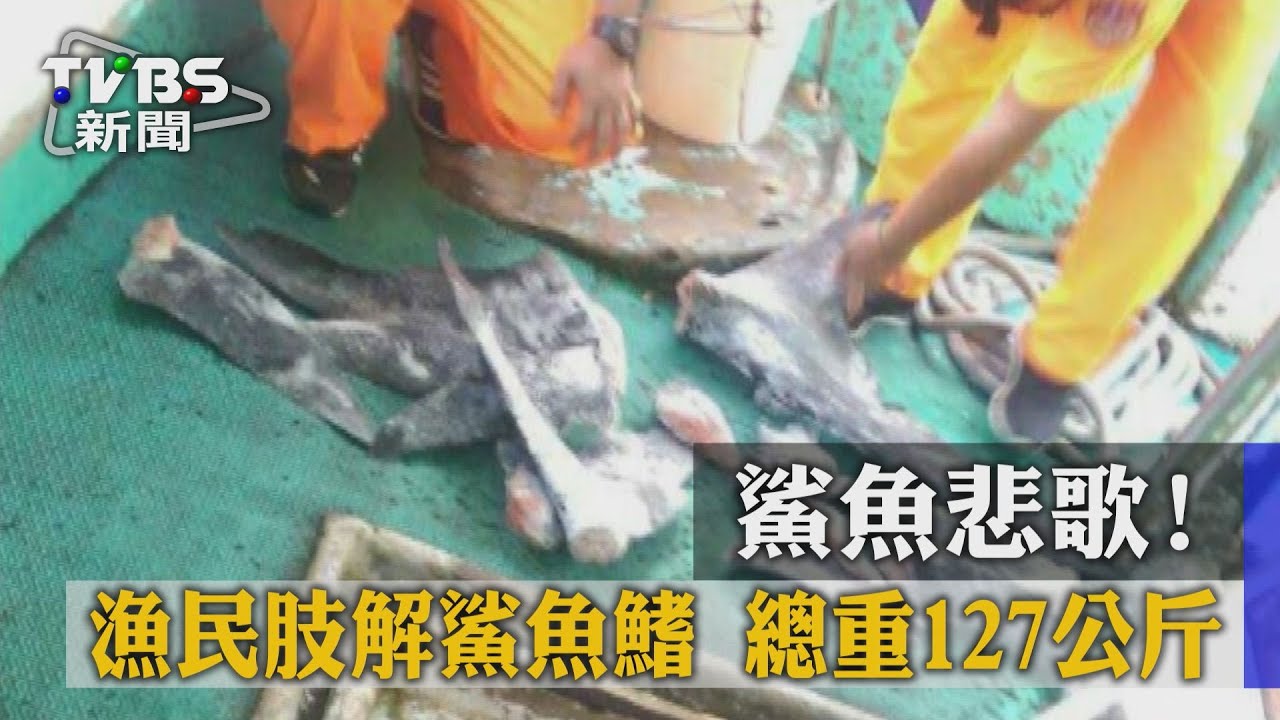 只拿鯊魚鰭…漁民違法採捕 最重可撤漁業執照