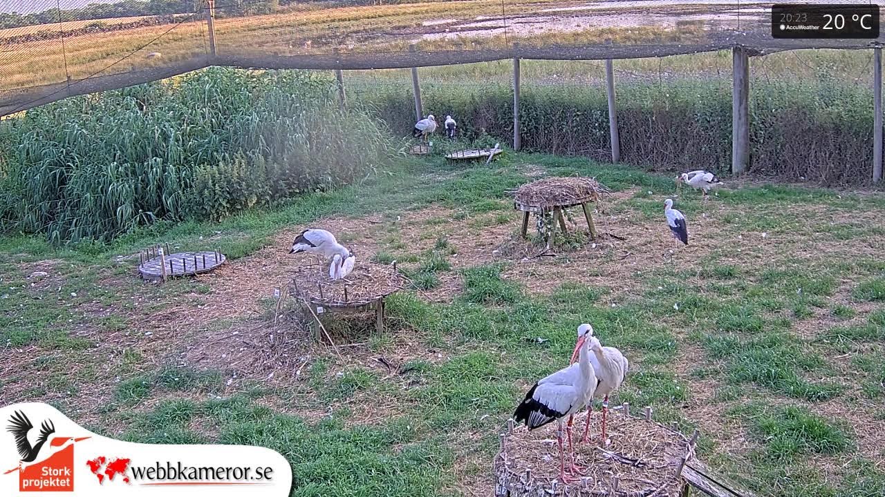 Live webcam view of Fulltofta White Stork Enclosure