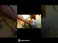 Video Thumbnail for Fishing scape (net cam) #fishing #short #shorts #catchandrelease