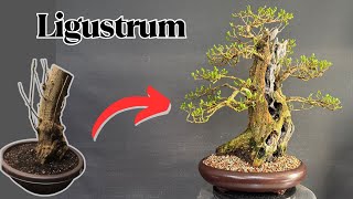 Using Yamadori To Create PERFECT Bonsai Trees