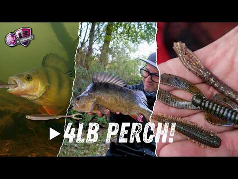 BIG 4lb+ River Perch Video