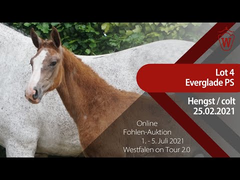 "Westfalen on Tour 2.0"-Auktion - Lot 4 Everglade PS v. Emerald van het Ruytershof - Crowntano Z