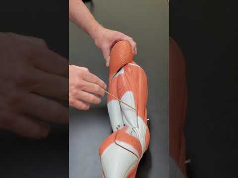 Professor Long 2401 Lab Muscled of the Leg