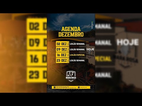 MARA ROSA LEILÕES - GOIÁS - LEILÃO DE GADO DE CORTE 09/12/2025