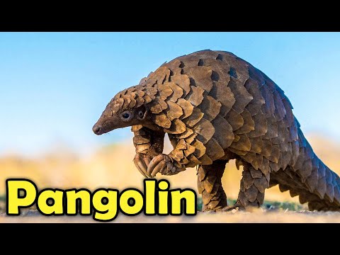 9 Fun Facts About Pangolins That Will Make You Love Them!