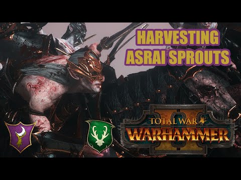 There are no eagles in this army | Dark Elves vs Wood Elves | Total War: Warhammer 2