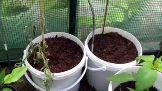 Gartenupdate Part 6 - Die Tomaten tragen Früchte!