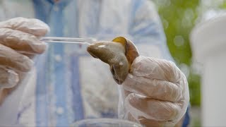 Milking snails for beauty products