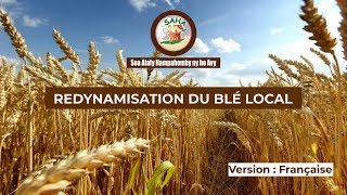 REDYNAMISATION DU BLÉ LOCAL, Film Programme MATOY