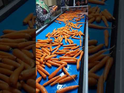 Pan india fresh carrot