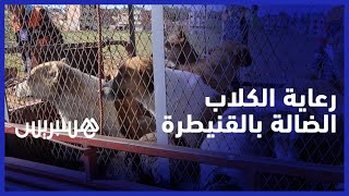 مبادرة تهدف إلى إيواء ورعاية "الكلاب الضالة" بانتشالها من شوارع مدينة القنيطرة thumbnail