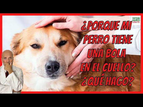 🆘 MY DOG HAS A BALL ON HIS NECK 🆘 WHY? WHAT I DO? 🆘 CAUSES OF BULKS IN DOGS