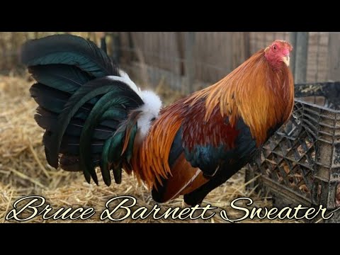 Bruce Barnett Sweater BEARLINE FARM - Sugar Valley Georgia USA