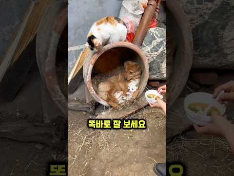 댕댕이가 아기 댕댕이를 꼭 껴안고 있는 이유