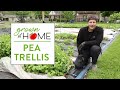 Easy Pea Trellis Spring Companion Planting Peas Radish Turnip Vegetablegardening Diygarden