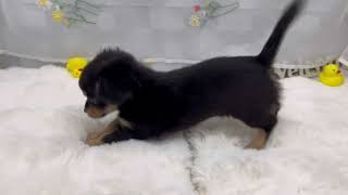 ハーフ犬の動画01