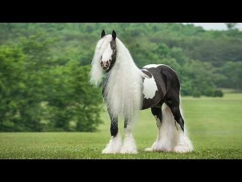 , title : 'Austin - Gypsy Vanner Horse Stallion'