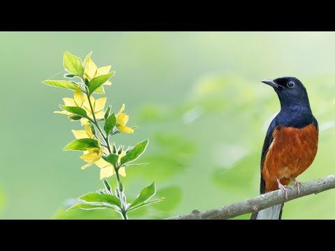 Singing nightingale. The best bird song | Wildlife World | rain sound