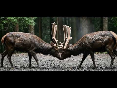 Echoes in the Mist: Sika Deer's Primeval Roar - A Thrilling Rutting Season in the Japanese Forest