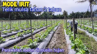Download lagu Cara Hemat Dan Perawatan Melon Di Musim Penghujan mp3