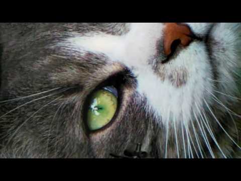 CANAL+ New 007 James Bond the killer is Gamer réalisation GoOgle K studios Adel El Ajjouri New