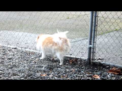 Alice, an adopted Wirehaired Terrier & Chihuahua Mix in Auburn, WA_image-1