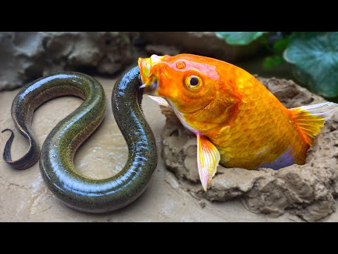 Rainbow Koi Fish Eating Eel - Stop Motion Alligator Catch Catfish, Baby Turtle, Exotic Sea Creatures