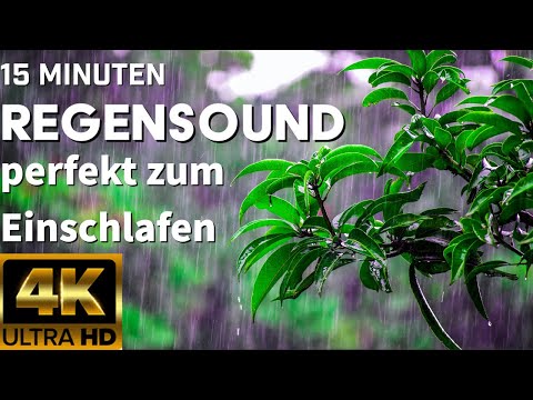 Regengeräusche zum Einschlafen 15 Minuten 4k - Regen in der Natur