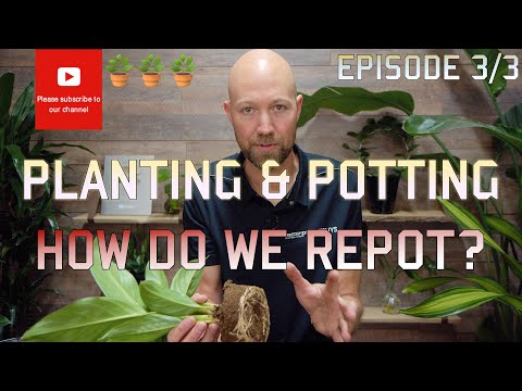 Planting & Potting: How to repot EP 3 of 3 🪴🪴🪴