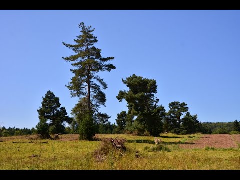 Schwäbische Ostalb: Albschäferweg Etappe 5: Steinheim - Zang