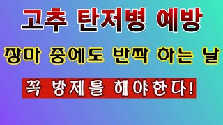 [텃밭농부. 1,135]  장마중에도 반짝하는날 반드시 탄저병 예방방제 #고추재배