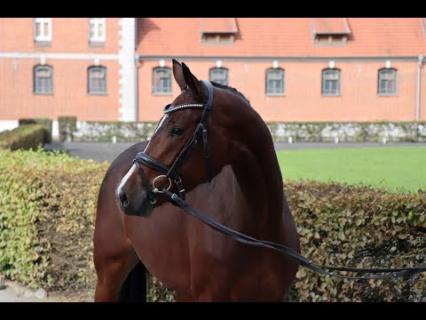 Valencia v. Viscount - Grey Top