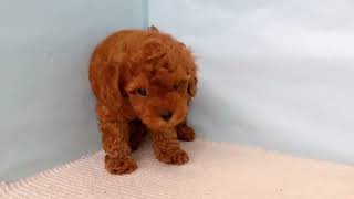 トイプードルの動画01