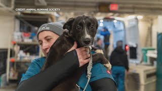56 animals rescued from unsafe conditions in Morrison County home