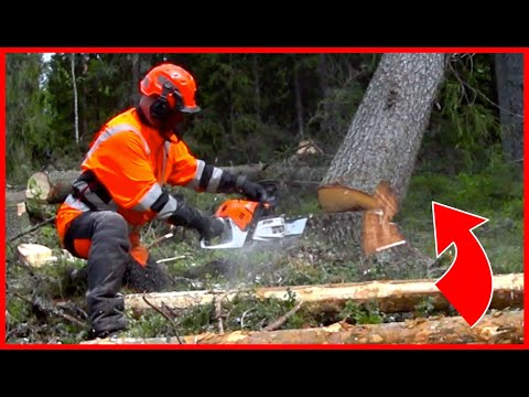 Simple Way To Get a Tree Down That Is Hung Up