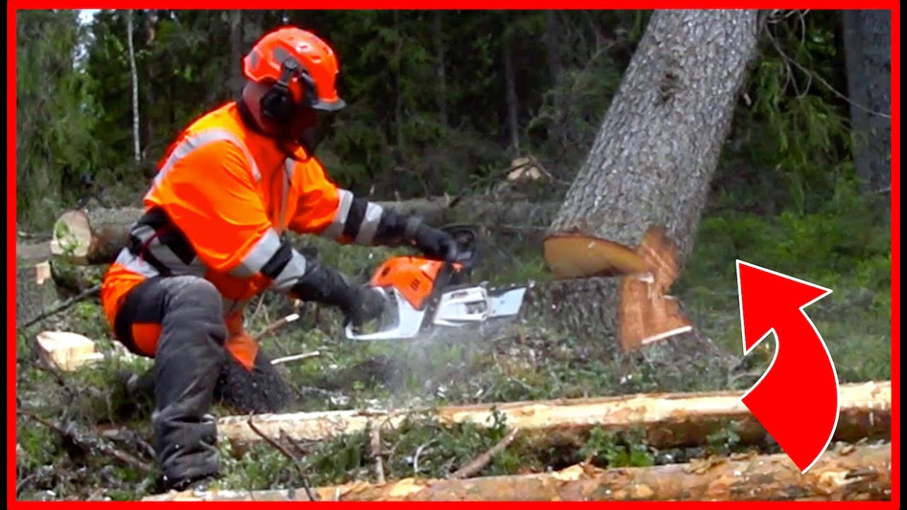 Simple Way To Get a Tree Down That Is Hung Up