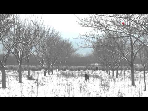 Informatia TV - Halmeu Vii (HD)