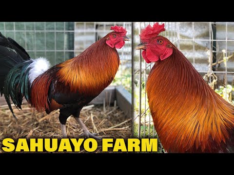 SAHUAYO FARM Pure Penny Sweater Grey - Beautiful Birds Farm Visit