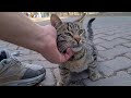 Very Cute Tabby Cat That You Will Adore