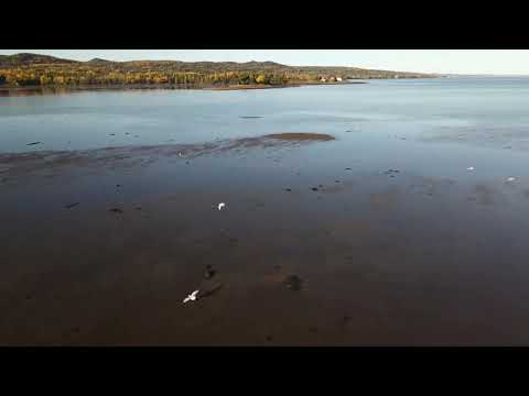 2020 10 18 16 33 03 Seagulling