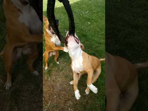 American stafford (Milan Antic)