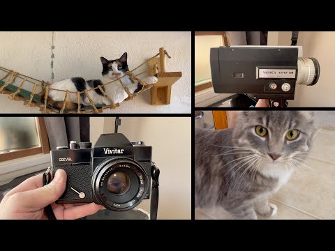 Vintage Cameras with Cats! 😺 Episode 82 + BIG Surprises!