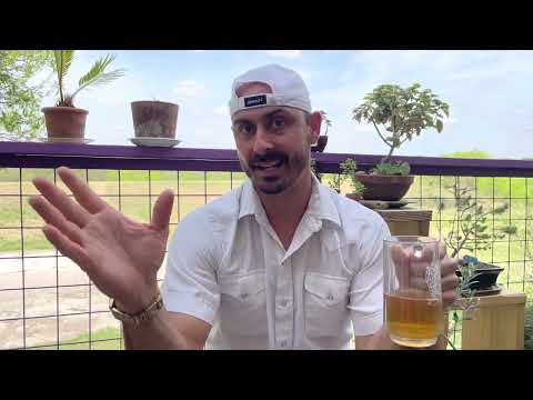 Bonsai & Beer! Ground Cover That Survives Texas Heat