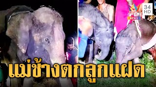 ลุ้นระทึก! นาทีแม่ช้าง “จามจุรี” ตกลูกแฝด ชาวบ้านแห่ตีเลขเด็ด | ข่าวอรุณอมรินทร์ | 8/6/67 ลุ้นระทึก! นาทีแม่ช้าง “จามจุรี” ตกลูกแฝด ชาวบ้านแห่ตีเลขเด็ด | ข่าวอรุณอมรินทร์ | 8/6/67