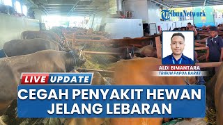Jelang Idul Adha, Pejabat Karantina Cek Kesehatan Hewan Kurban di Papua Barat