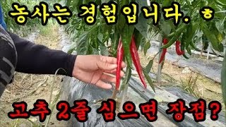 고추농사 고추외줄과 두줄로 심었을때 장단점에 대해서 이야기 해보았습니다  Pepper farming