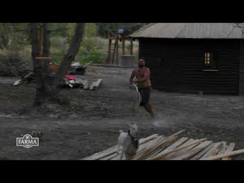 FARMA - Naháňačka, akú ste ešte nezažili! Farmári sa váľali od smiechu