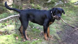 preview picture of video 'Thea 5 months old rottweiler puppy (grandfather: Burning des Princes D'aragone)'