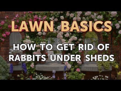 YouTube video about: How to get rid of rabbits under shed?